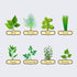 Grow Buddha herb Seeds Variety Pack, Your Own Gardening Kit – Easily Grow Your own herb Garden with Our Complete Beginner Friendly herb Seeds Star...