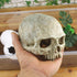 Hewnda Aquarium Decor Resin Artificial Head Skeleton Decoration - Aquarium Otaru Aquarium Decorative Cave Landscape Pet Reptile House...