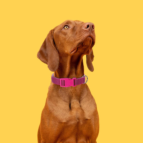 2 Pack Reflective Dog Collars, Classic Adjustable Soft Neoprene Padded Breathable Nylon Pet Collar for Small, Medium and Large Dogs (Red/Pink,M)...
