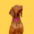 2 Pack Reflective Dog Collars, Classic Adjustable Soft Neoprene Padded Breathable Nylon Pet Collar for Small, Medium and Large Dogs (Red/Pink,M)...