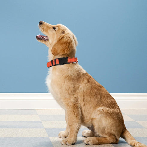 Reflective Dog Collar, Adjustable Soft Neoprene Padded Nylon Pet Collars with Buckle for Extra Large Dogs, Orange,XL...