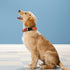 Reflective Dog Collar, Adjustable Soft Neoprene Padded Nylon Pet Collars with Buckle for Extra Large Dogs, Orange,XL...