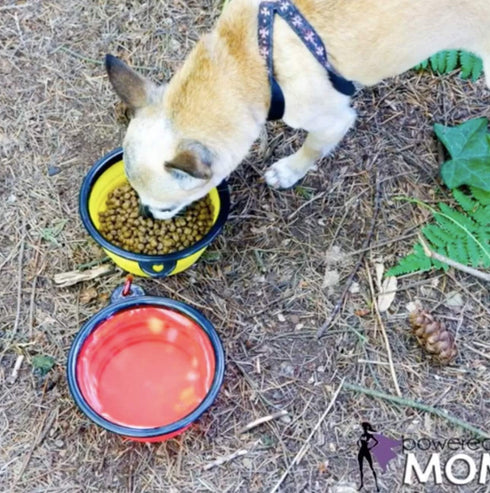 Mr. Peanut's Collapsible Dog Bowls, Set of 3 Colors, Dishwasher Safe BPA Free Food Grade Silicone Portable Pet Bowls, Foldable Travel Bowls for Fe...