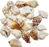 105g Hermit Crab Shells,White Yellow Natural Sea Conch Size30mm-40mm,Turbo Seashells for Hermit Crab Supplies and Beach Decoration Large Sea Shel,...