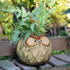 GeLive Owl Planter Ceramic Succulent Plant Pot Fun Animal Flower Container Decoration Tabletop Decor Windowsill Box with Drainage Hole (Round Owl ...