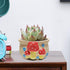 Mushroom Plant Pot Ceramic Small Cute Succulent Pots 4 Inch Flower Pots for Indoor Plant/Succulent/Cactus Mushroom Decor (Red)...