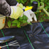 50 Pack 10x1 inch 11GA(0.12inch) Landscape Staples Garden Stakes Fence Netting Pins Ground Spikes Sod Cover Fabric Pegs Carbon Steel Black...