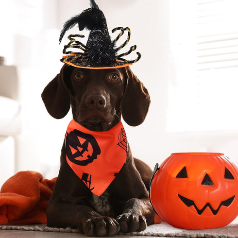 6 Pieces Pet Halloween Costume Dog Accessories includes Tulle Tutu Skirt Halloween Dog Bandana Cute Headband Wizard Hat with Spider Halloween Cost...