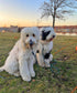 Long Rope Leash for Dog Training 12, 15, 22, 30, 50, 75, 100ft Check Cord Recall Agility Lead Tie Out Dog Line for Medium Small Dogs, Great for Ou...