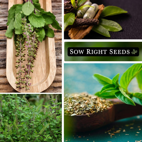 Sow Right Seeds - Holy Basil Tulsi Seed for Planting - Culinary Herb to Plant in Your Garden - Indoors or Outdoors - Ayurvedic Medicine and Tea - ...
