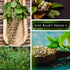Sow Right Seeds - Holy Basil Tulsi Seed for Planting - Culinary Herb to Plant in Your Garden - Indoors or Outdoors - Ayurvedic Medicine and Tea - ...