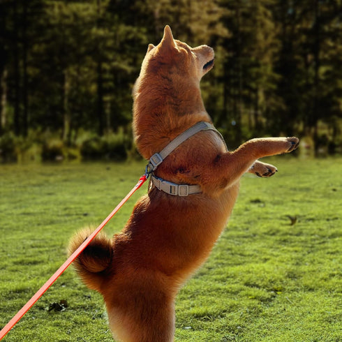 Dog Training Long Leash Waterproof Long Line Heavy Duty Outdoor Recall Lead 10ft 15ft 20ft 30ft 50ft for Small Medium Large Dog (15FT, Orange)...