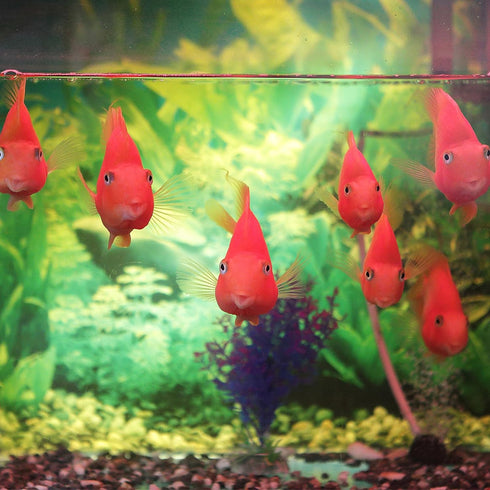 AQUANEAT Fish Tank Breeder 2 pcs Small Mesh Net Fry Saver Aquarium Spawn Hatchery Isolation with Suction Cups...