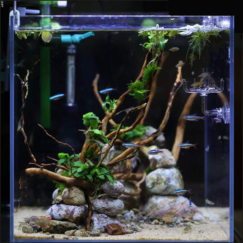 Aquarium Shrimp/Small Fish Feeding Dish Feeder Dish, Acrylic Material, Mini Size (Clover Shaped)...