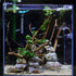 Aquarium Shrimp/Small Fish Feeding Dish Feeder Dish, Acrylic Material, Mini Size (Clover Shaped)...