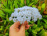 Gypsophila Flower Mulberry Paper Artificial Flowers Wedding Party Decoration DIY Home Decor Craft Cards Supplies Scrapbooking Embellishment (White...