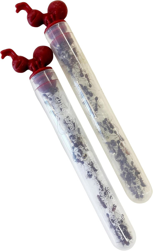 Insect Lore Two Tubes of Live Ants | 50 Live Harvester Ants | with Ant Life Cycle Stages Figurines...