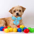 Dog Collar Easter Gift with Tie, Rabbit Egg Male Dog Collar with Safety Metal Buckle Adjustable Puppy Collars for Small Medium Large Boy & Girl Do...