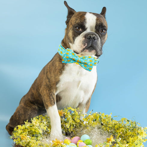 Elegant little tail Easter Day Dog Collar, Dog Collar with Bow Chicken Eggs Print Dog Collar Pet Collar Gift Dog Bowtie Adjustable Dog Collar for ...