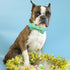 Elegant little tail Easter Day Dog Collar, Dog Collar with Bow Chicken Eggs Print Dog Collar Pet Collar Gift Dog Bowtie Adjustable Dog Collar for ...