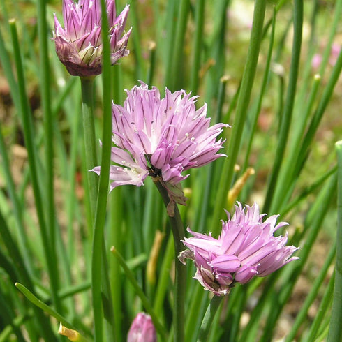 Chives Seeds Allium Schoenoprasum Herbaceous Perennial Culinary Attracts Pollinators Rich in Vitamins A and C for Cooking Vegetable Garden Outdoor...