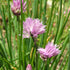 Chives Seeds Allium Schoenoprasum Herbaceous Perennial Culinary Attracts Pollinators Rich in Vitamins A and C for Cooking Vegetable Garden Outdoor...
