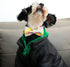 Lionet Paws Easter Dog Collar with Bowtie - Colorful Cute Cotton Bowtie Dog Collar with Metal Buckle for Medium Dog Girl Boy Gift, M, Neck 13.5-22...
