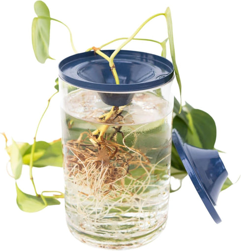 Propagation Cone for Supporting and Displaying New Plant Cuttings - Pack of 3 (Deep Blue)...
