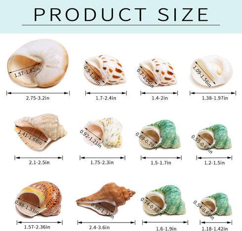 Hermit Crab Shells Medium and Large - 12PCS Growth Turbo Seashells Size 1.4"-3.2" for Small Medium and Large Crabs - Saltwater Hermit Crab Supplie...