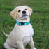 Dog Collar and Leash Set, Reflective Dog Collar Heavy Duty Dog Leash, Adjustable Soft Neoprene Padded Nylon Pet Collars, Comfortable Padded Handle...
