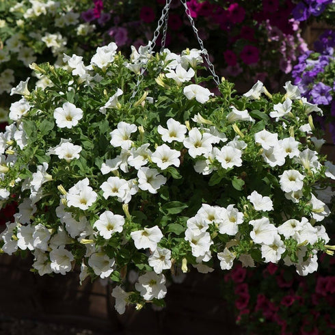 Rare Petunia Seeds for Planting - 300+ Beautiful Perennial Flowers Seeds Heirloom Vine Seeds - High Germination Rate Open Pollinated...