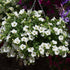 Rare Petunia Seeds for Planting - 300+ Beautiful Perennial Flowers Seeds Heirloom Vine Seeds - High Germination Rate Open Pollinated...
