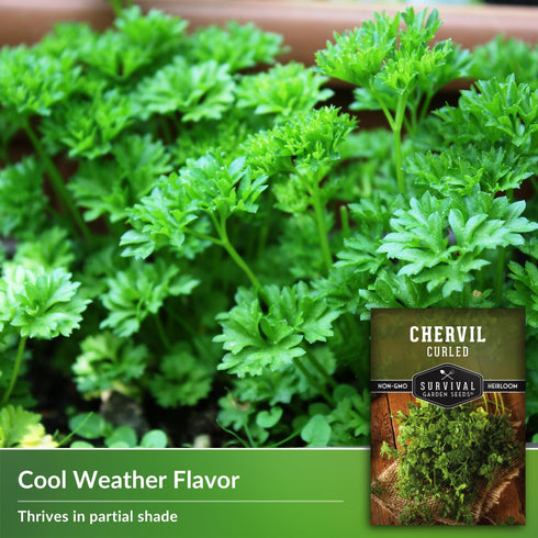Curled Chervil Seed for Planting - 1 Herb Seed Packet with Instructions to Plant & Grow Aromatic French Herbs in Your Home Herb Garden - Non-GMO H...