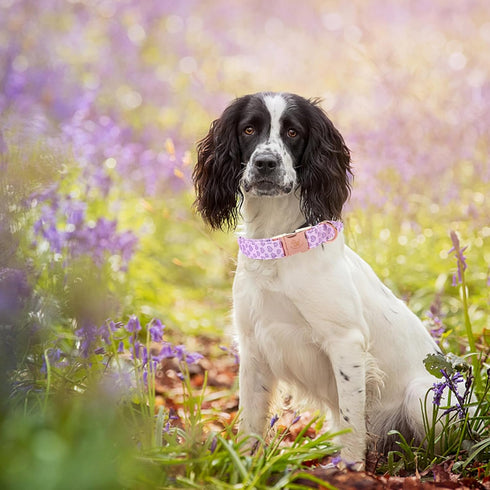 Elegant little tail Dog Collar, Valentine's Day Dog Collar Pet Collar, Purple Heart Dog Collar Cute Girl or Boy Dog Collar Puppy Pet Gift Adjustab...