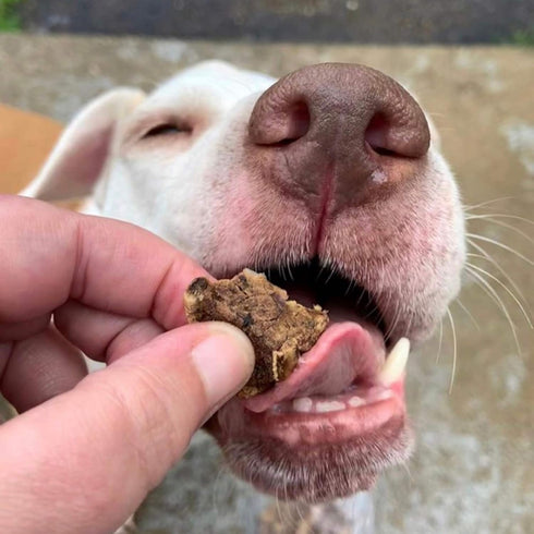 Beef Dog Treats – Made in USA Only – All Natural, Meaty Beef Tips – Premium Slow Roasted American Beef – Grass Fed, Farm Raised – Crunchy, Grain F...