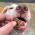 Beef Dog Treats – Made in USA Only – All Natural, Meaty Beef Tips – Premium Slow Roasted American Beef – Grass Fed, Farm Raised – Crunchy, Grain F...