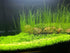 3 Aquarium Plant Se-e-d Combo, no ArtificiaL, Fresh Water Grass for Fish Tank Terrarium Dwarf Carpet,Universal substrate, not Plastic 11aab...
