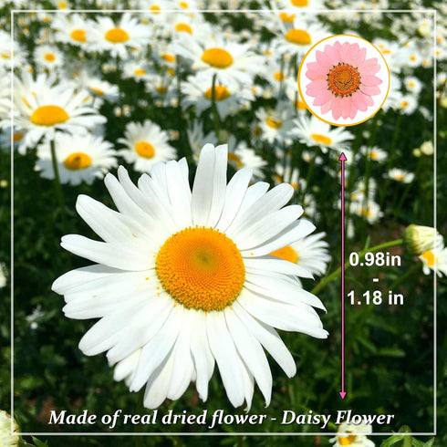 Dried Pressed Flowers, 60PCS Pink Natural Real Daisy, DIY Craft, Scrapbooking, Candle Making...