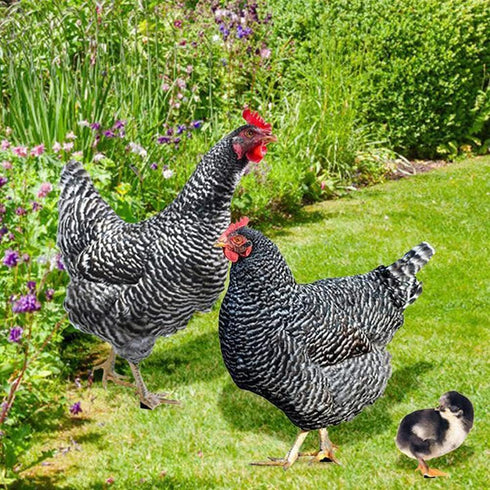 SaiDian 1Set Acrylic Chicken Statues Realistic Chicken Family Animal Garden Statues for Yard Art Lawn Rustic Garden Outdoor Décor...