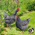SaiDian 1Set Acrylic Chicken Statues Realistic Chicken Family Animal Garden Statues for Yard Art Lawn Rustic Garden Outdoor Décor...