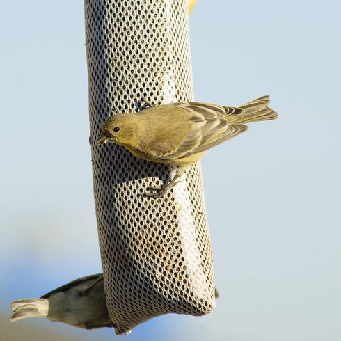 Shihanee 6 Pieces Wild Bird Finch Sock Feeder Bird Seed Sock Bird Feeder Net Thistle Seed Socks Bird Food Finch Sock for Wildlife(White)...