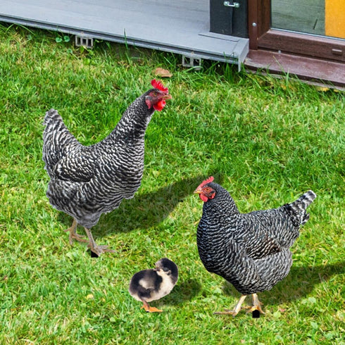 HOMSFOU 1 Set Chicken Yard Art Acrylic Decorative Garden Stakes Acrylic Hen Sculpture Animal Lawn Ornament for Patio Lawns Backyard Garden Decor...