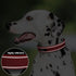 PetiFine Dog Collar with Metal Buckle, Heavy Duty Dog Collar with Soft Neoprene Padded, Adjustable Reflective Nylon Dog Collars for Small Medium L...