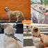LaRoo Waterproof Dog Collar Heavy Duty PVC Pet Collars for Training, Cool Design & Pull Resistance Neckband for Pool Party Beach Outdoor Playing...