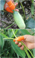 Fruit and Vegetable Picking Potted Plants Trim Silicone Thumb Knife Set Picking Portable Knife Garden Tools (1)...