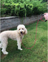 5 ft Dog Tie Out Cable Leash with Coated Steel Cable and Soft Padded Handle Dog Leashes for Medium Dog (Pink)...