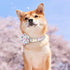Beirui Cute Spring Dog Collar with Flower, Lightweight Soft Girl Dog Collar for Female Male Dogs, Adjustable Floral Pet Collar for Small Medium La...