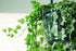 Curtis Wagner Plastics Hanging Basket Drip Pan, Clear, 12 Inch...