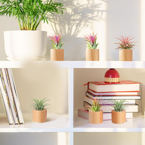 Set of 6 Wood Air Plant Holder- Rustic Style Air Plant Pots Indoor Decorative Air Plants Display Containers Table Centerpiece for Home Office Tabl...