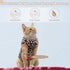 SAWMONG Cat Recovery Suit After Surgery Recovery Shirt Breathable E-Collar Alternative Non-Lick Pet Body Suit,Brow Leopard L...